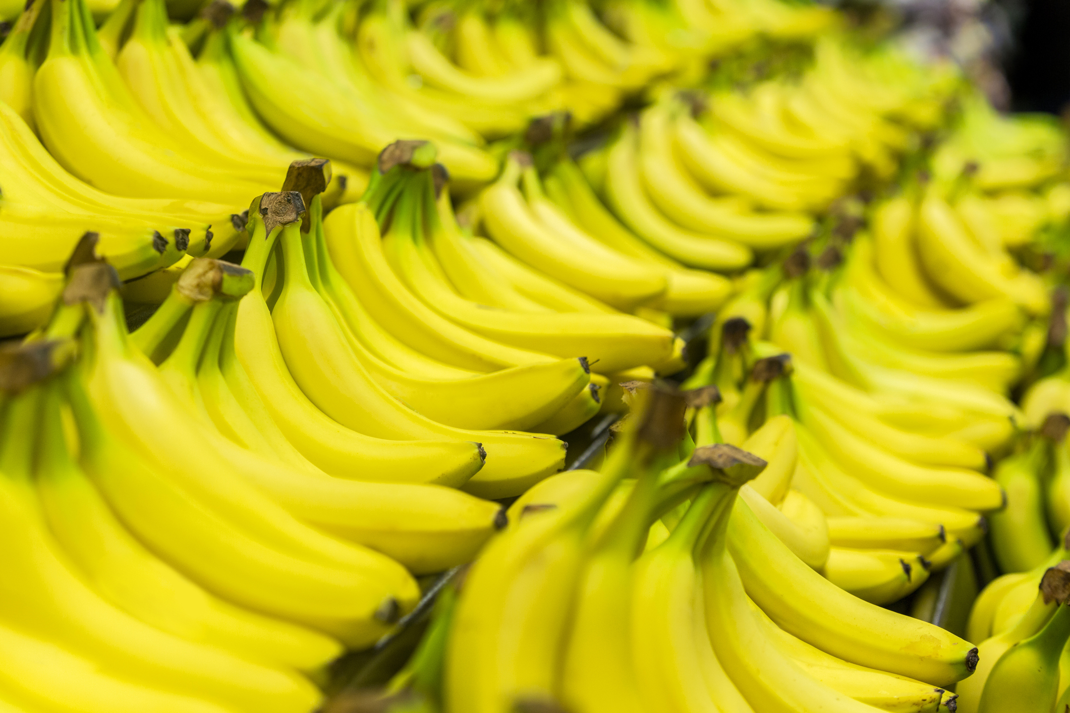 The Race To Save The Banana From Extinction Innovature